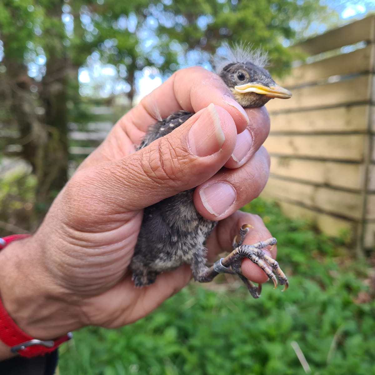 Badgers and Bird&nbsp;Ringing