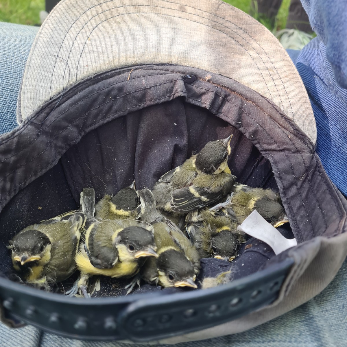 Badgers and Ringing our nestbox&nbsp;chicks